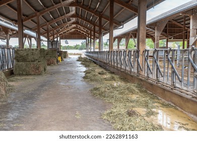 empty cowshed without cows on a farm, separated spaces for the cows metal fence, hay in front