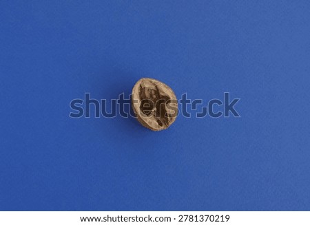 Empty cracked walnut shell half on blue background. Top view closeup of a single empty cracked walnut shell half without kernel on a vivid blue background with minimalist composition and clean space