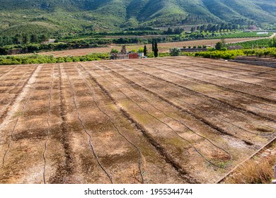 Empty Crop Field, Fallow. Prepared With A Drip Irrigation System.