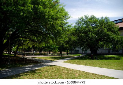 Empty Crossroads In Campus Park Of University Of Texas, Austin