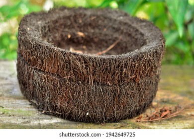 Empty Dicksonia Sellowiana Tree Fern Pot