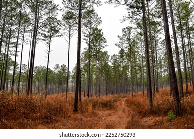 Empty dirt hiking path through the tall Georgia pine trees