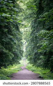 Empty dirt pathway surrounded by spruce trees and lush greenery on sides lies through wild forest in countryside, soil path along summer woodlands, trees and grass covering sides of roadway
