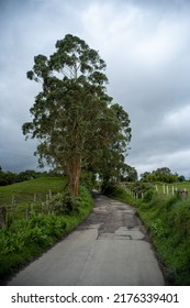 Empty Dirt Road Surrounded by Grass, Crops, Trees and Plants, and a Wire Fence