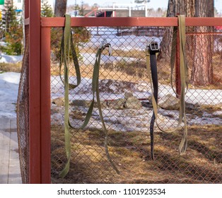 Empty Dog Cage, Collars On The Fence, Springtime