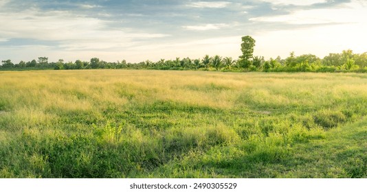 Empty dry cracked swamp reclamation soil, land plot for housing construction Green meadow, beautiful views and beautiful blue sky with fresh air Land for sales landscape concept.