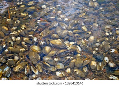 Empty Duck Mussel Shells Underwater Near The Shore