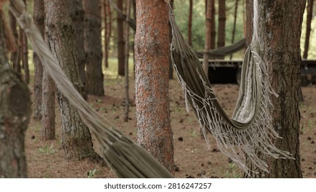 Empty fabric hammock hanging between pine trees in a quiet fores
