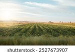 Empty farm, landscape and crops in environment, countryside and outdoor with clouds in sky. Plants, vegetables and nature with agriculture, sustainability and food production on horizon in Colombia