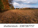 Empty field covered in Autumn leaves.