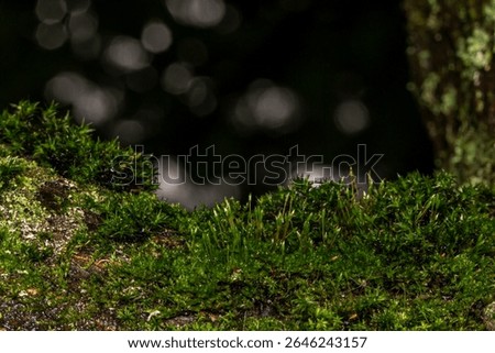 empty forest natural background with highlights. space for text and subject. colorful flower photo. close-up. natural lighting.