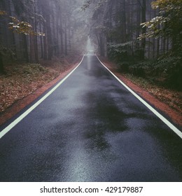 Empty Forest Road In Rain