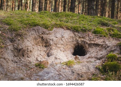 Empty Fox Hole (den) In The Forest