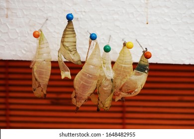 empty and full brown butterfly insect chrysalis 
