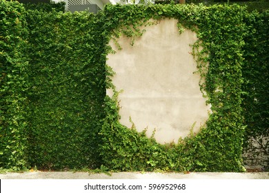empty green grass wall frame as background, nature plant leaf pattern on concrete framing
