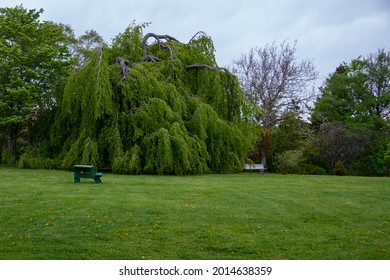 An Empty Green Wooden Picnic Table That's Wheelchair Accessible On One Side For A Disabled Or Handicapped Chair. There's A Park Bench In The Background With Large Trees And Green Grass.