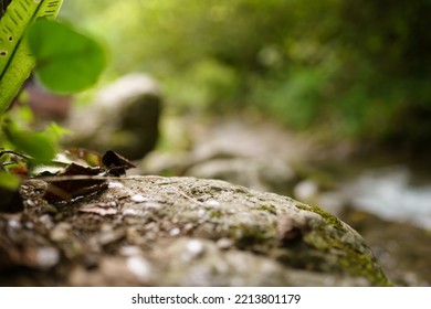 Empty Ground In The Woods 