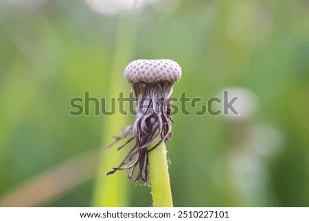 Empty head of a spent dandelion on a green background