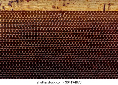 Empty Honey Bee Frame From A Hive With Colony Collapse Disorder