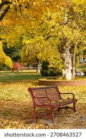 Empty iron bench under a tree with yellowed leaves in autumn. Calmness and nature concept.