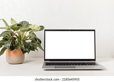 Empty Laptop Screen,and House Plant. Back To School, Home Office, Begining Of Studies Concept. Mockup, Template