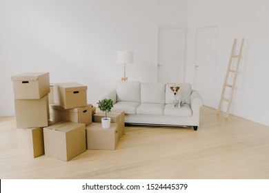 Empty Light Living Room With Sofa And Pet On It, Pile Of Unpacked Cardboard Boxes With Personal Belongings, Cozy White Couch In Apartment Interior Design, Floor Lamp, Ladder. Relocation Day, No People