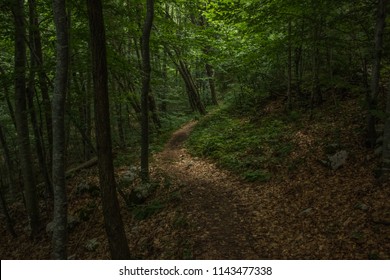 empty lonely trail in deep forest nature scenery green summer shadows environment with nobody
