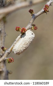 An Empty Lunar Moth Cocoon In The Kalahari Desert