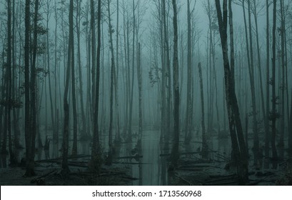 Empty, misty swamp in the moody forest with copy space