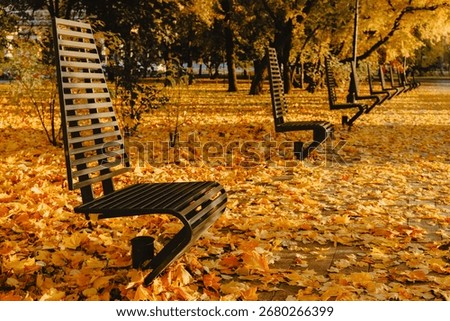 Empty modern benches align in a row across golden maple leaves covering the park floor, city landscape, urban furniture