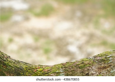 Empty moss floor with background