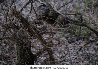 empty nest in the forest
