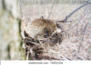 An empty nest of a forest bird (without eggs). Macro photography.