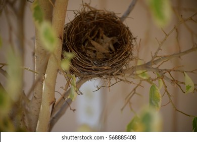 Empty Nester / A Bird?s Empty Nest. Also A Syndrome Of Feeling Loneliness Amongst Parents After Children Grow Up And Leave Home.