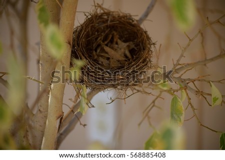 Empty Nester / A bird?s empty nest. Also a syndrome of feeling loneliness amongst parents after children grow up and leave home.