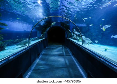 Empty Oceanarium Tunnel, Closeup