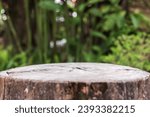 Empty old tree stump table top with blur green tropical garden background for product display