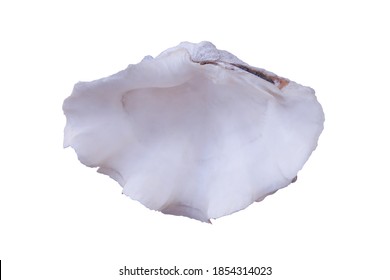 Empty Open Seashell Scaly Giant Clam Shell Pinkish White Skin Pearl 
 Open Oyster Open Shell With White Pearl It Can Used For Topics Such As Jewelry Fashion Isolated On White  With Path.          