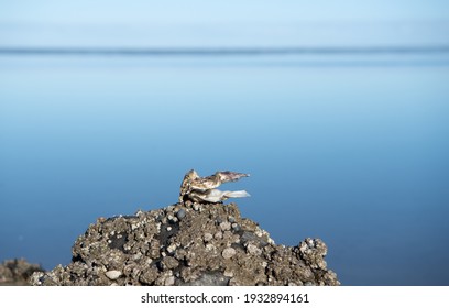 Empty Oyster Shell Against A Serene Calm Sea Background