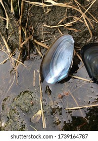 Empty Oyster Shell In The Creek