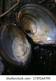 Empty Oyster Shell In The Creek