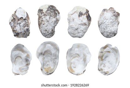 Empty Oyster Shell Isolated On White Background