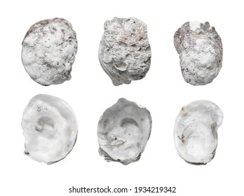 Empty Oyster Shell Isolated On White Background