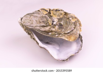 Empty Oyster Shell Isolated On White Background.