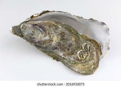 Empty Oyster Shell Isolated On White Background .