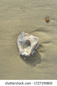 Empty Oyster Shell On The Atlantic Ocean In Biscarrosse