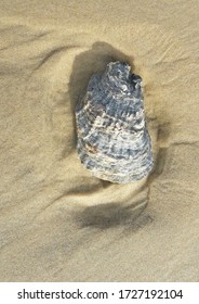 Empty Oyster Shell On The Atlantic Ocean In Biscarrosse