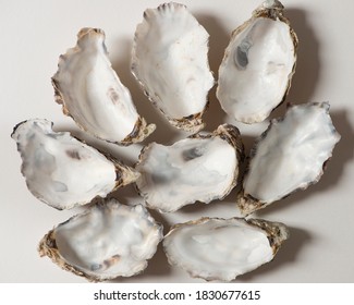 Empty Oyster Shells On White Background