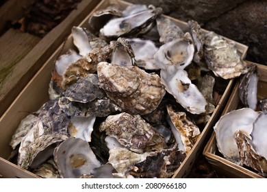 Empty Oyster Shells In Wooden Boxes