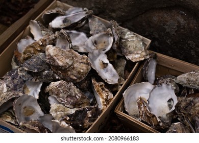 2,038 Empty Oyster Images, Stock Photos & Vectors | Shutterstock